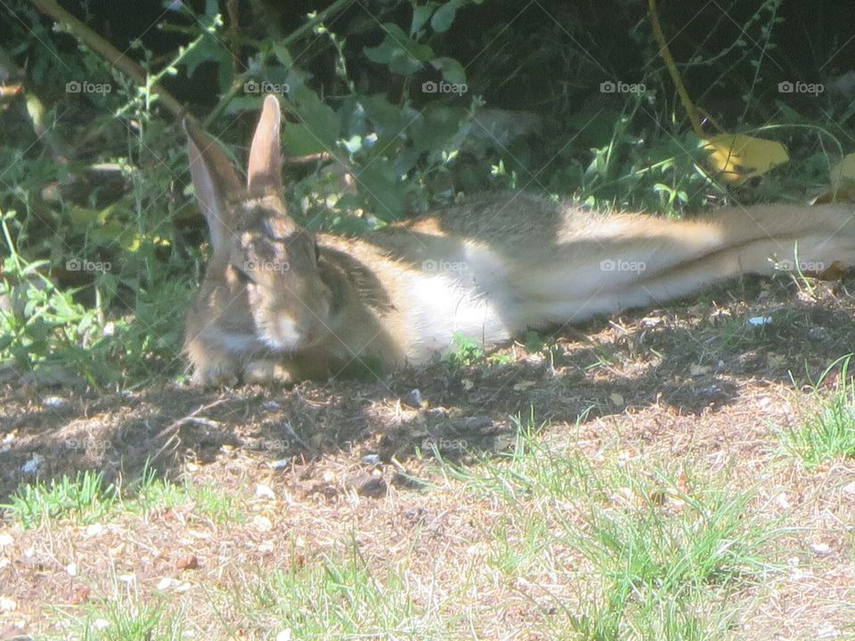 Rabbit Relaxing in the Shade