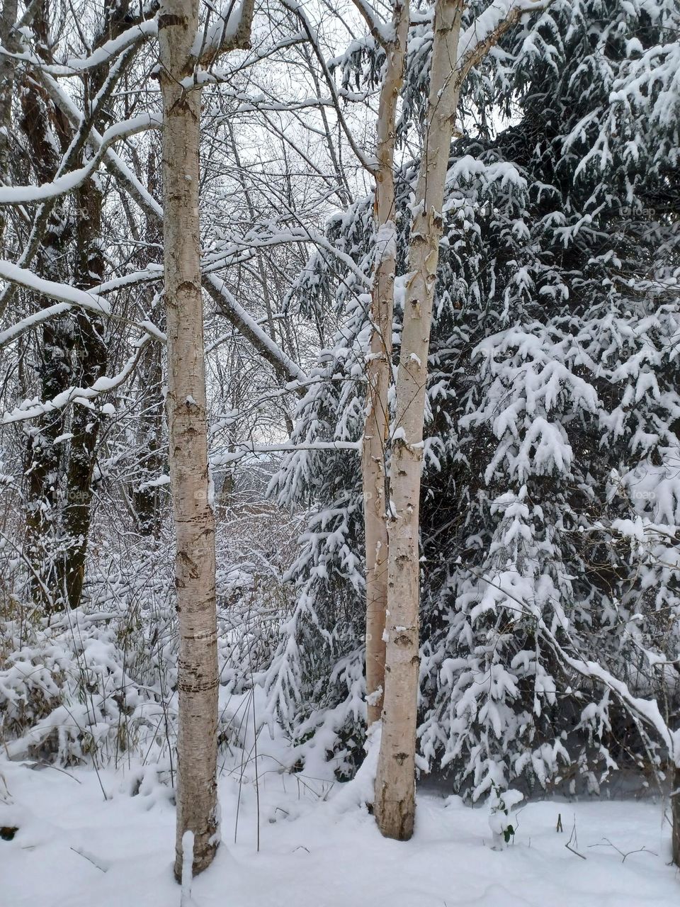 trees and forest series