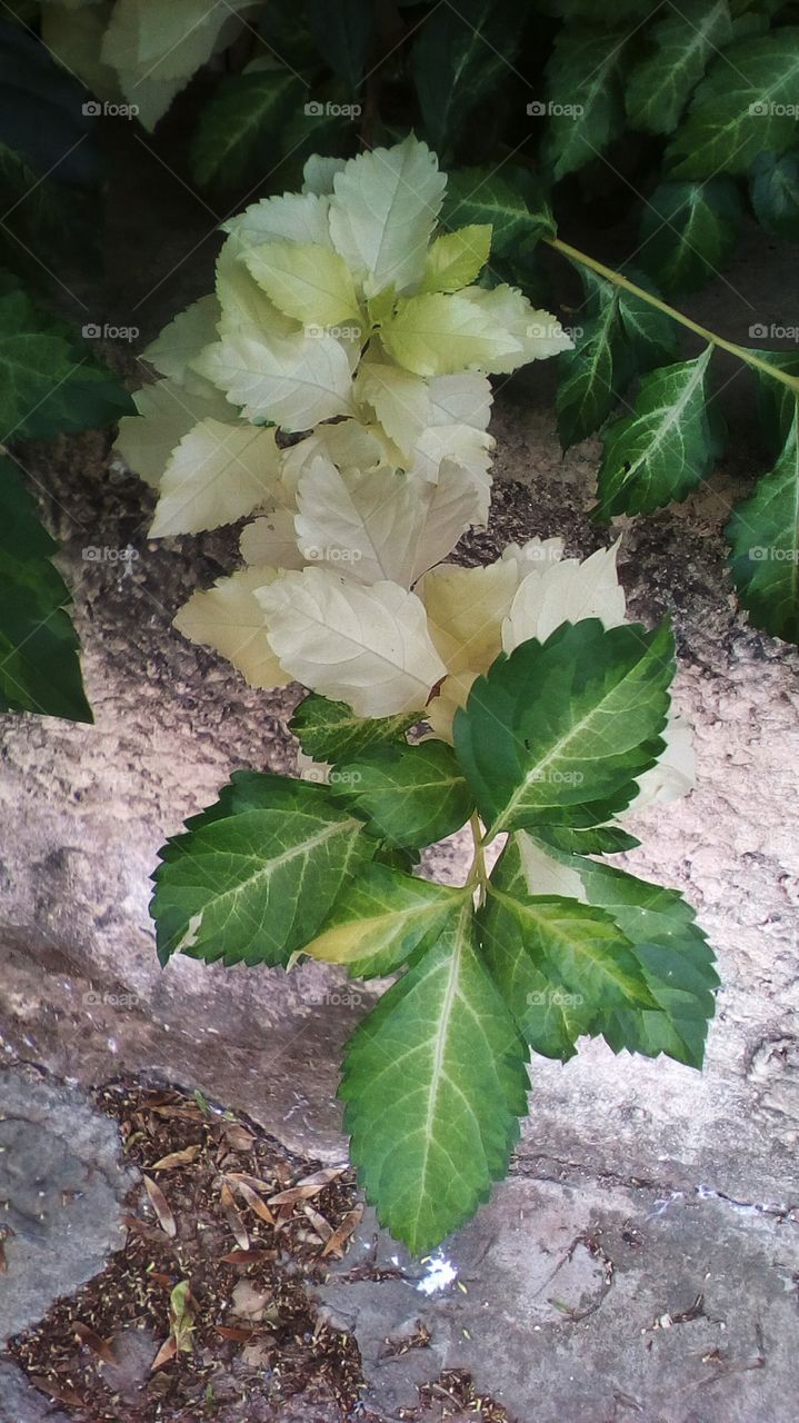 Beautiful tropical natural leaves hanging
on stone wall