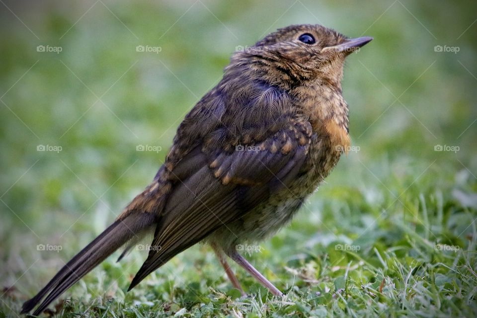 Youngster Robin 