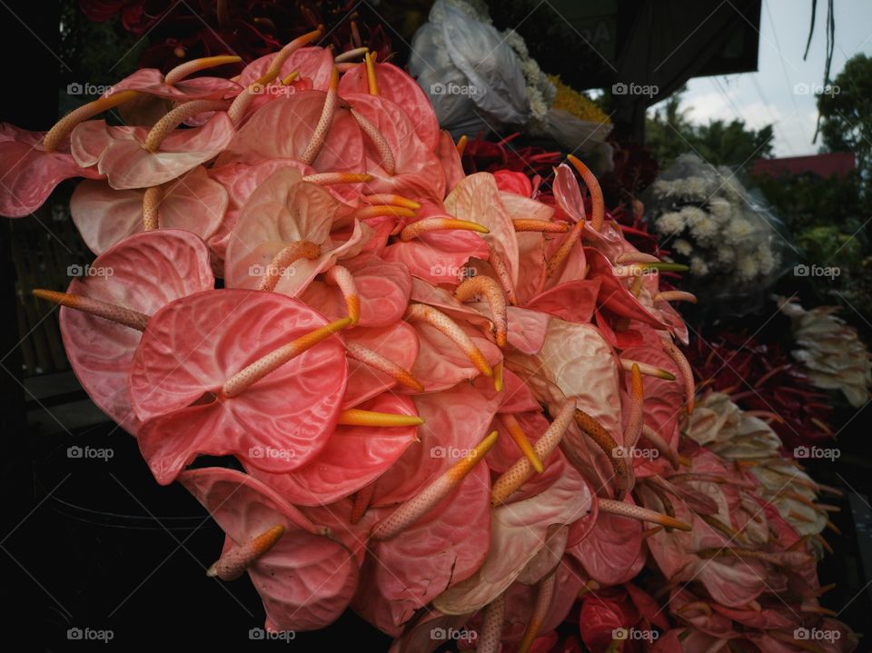 Peach anthurium flowers