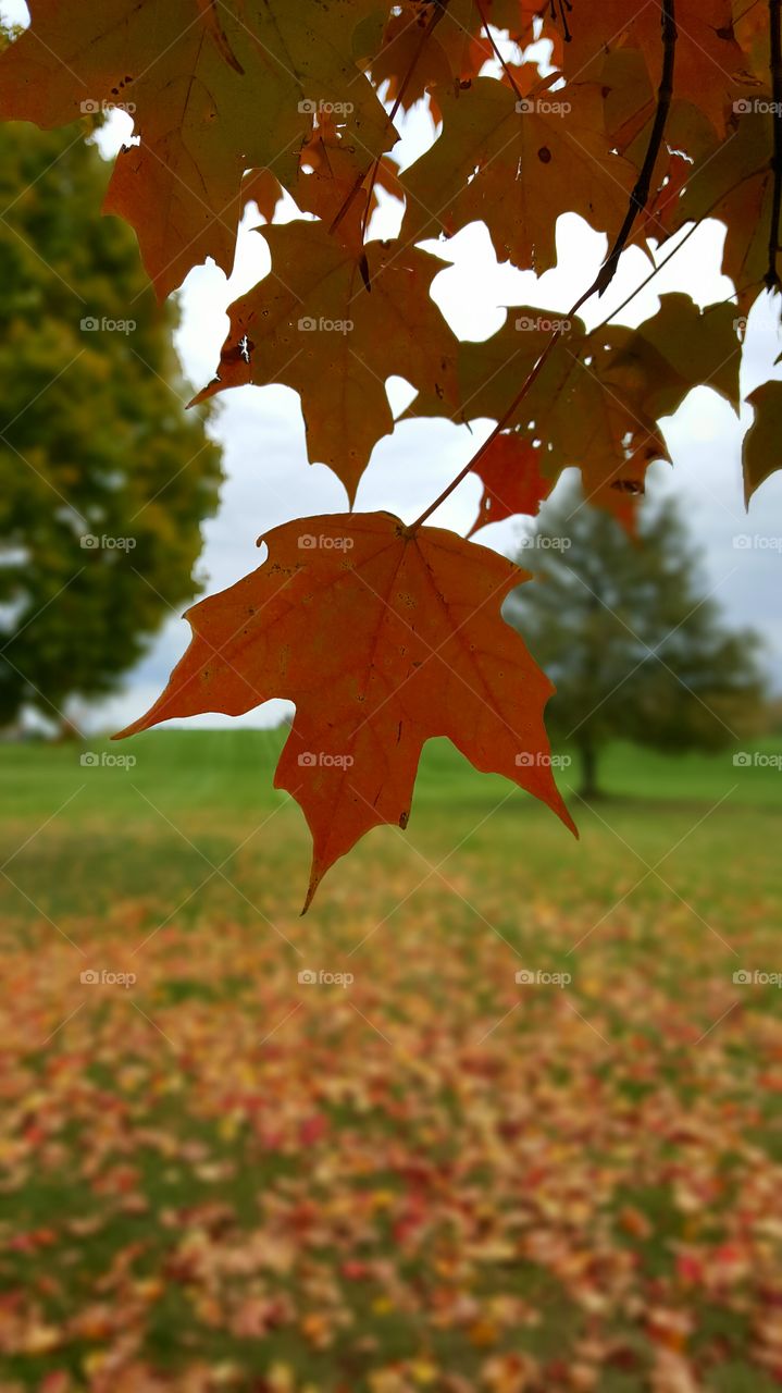 Beautiful autumn