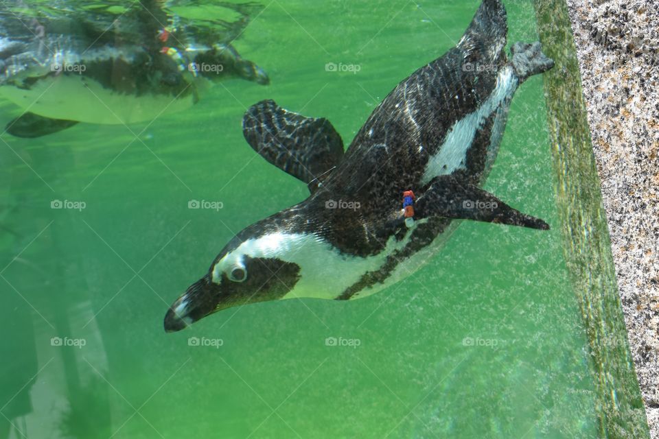Penguin at San Diego Zoo