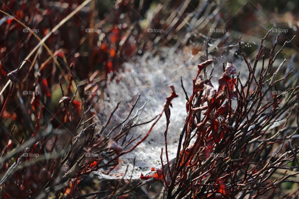 Spiderweb Veluwezoom 