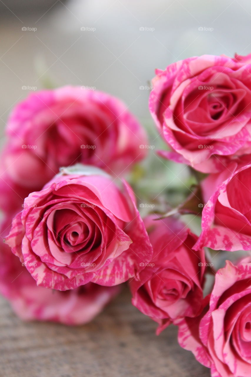 Pink roses