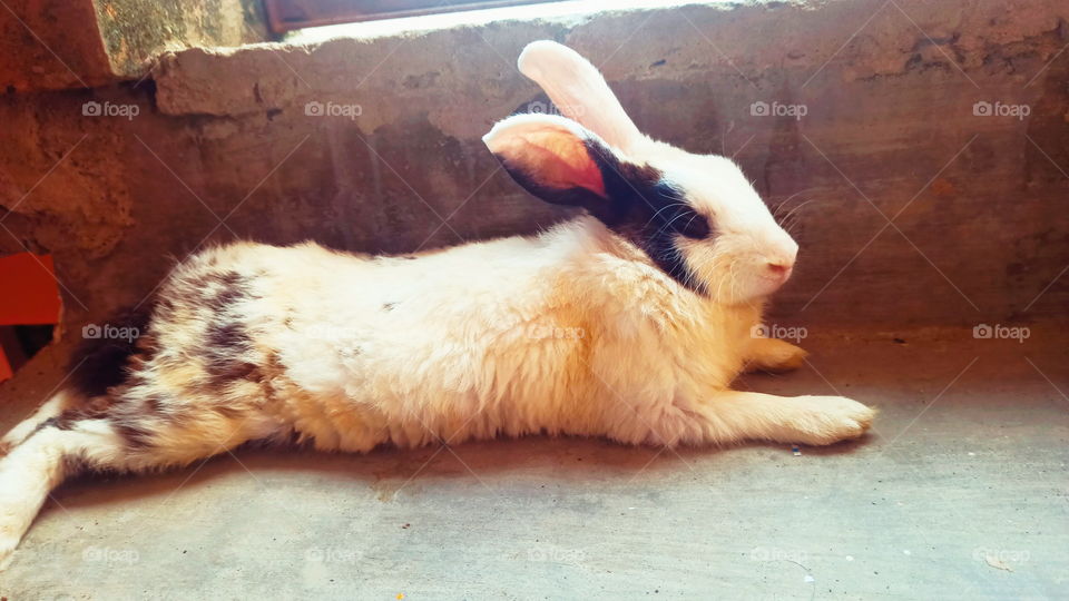 Indian Rabbit