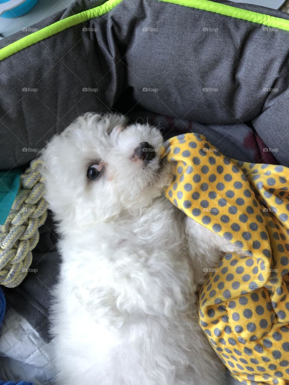 Dog playing with his favourite toy in his bed 
