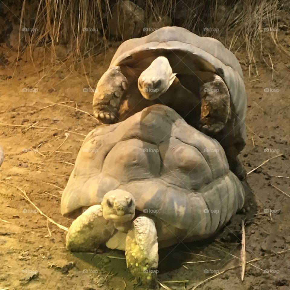 Turtle Sex
