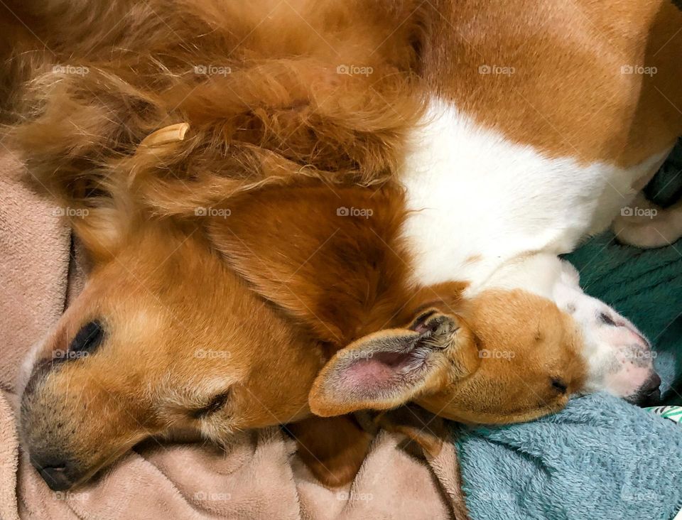 Two puppies, a golden retriever and a mongrel, sleeping together back to back warming up each other 