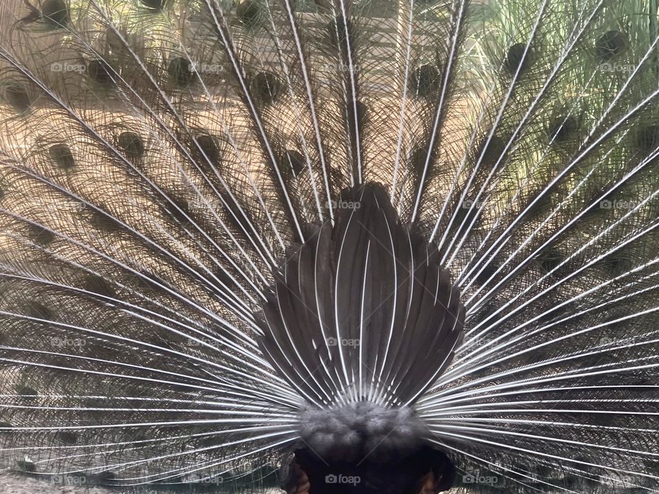 Peacock from the backside 