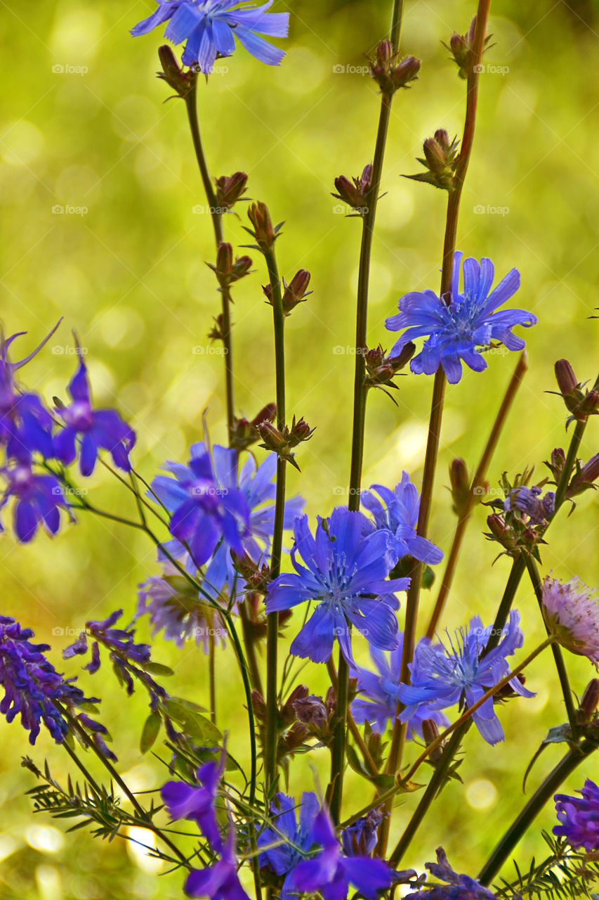 field flowers