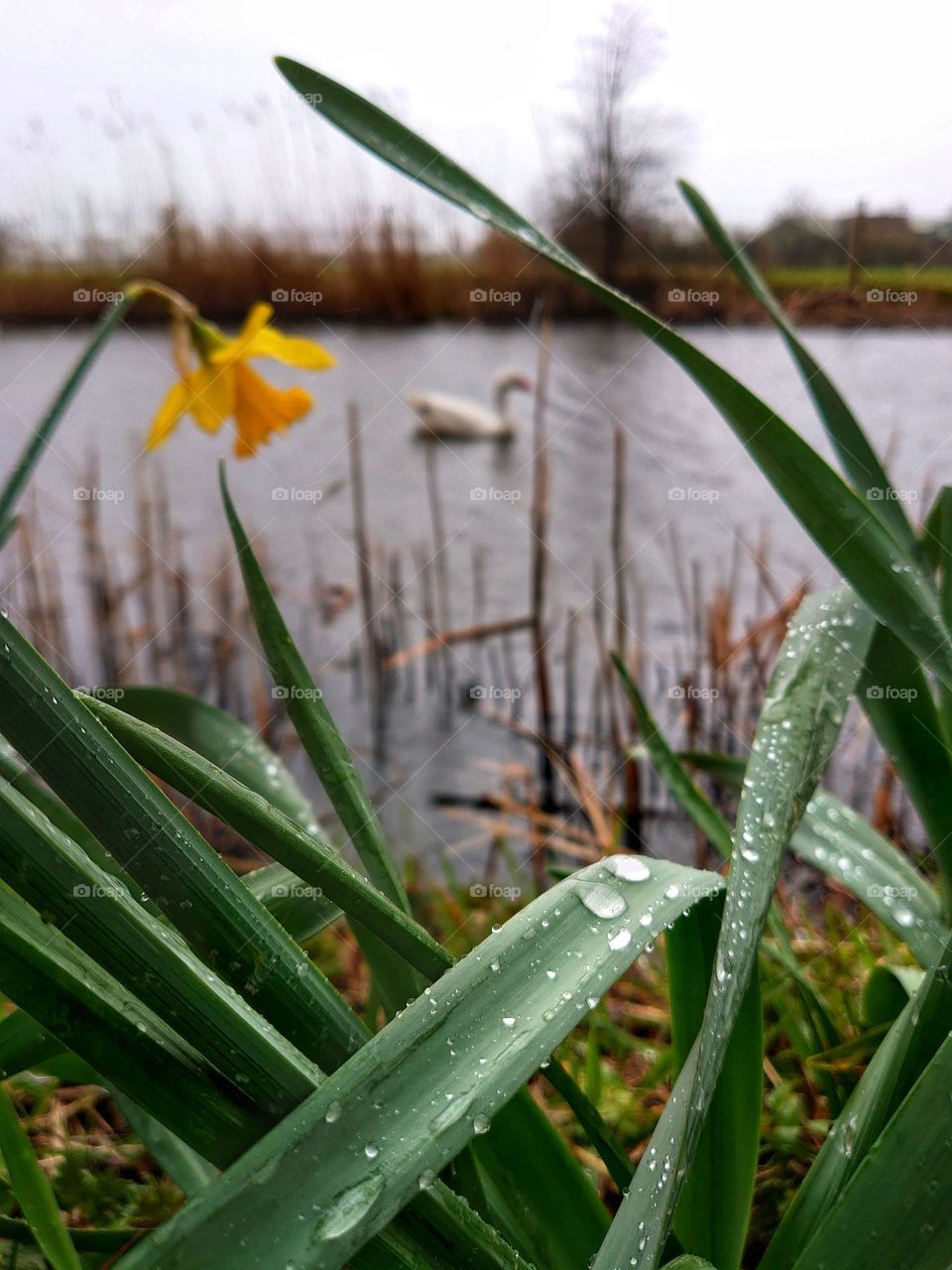 Goose in Dutch landscape