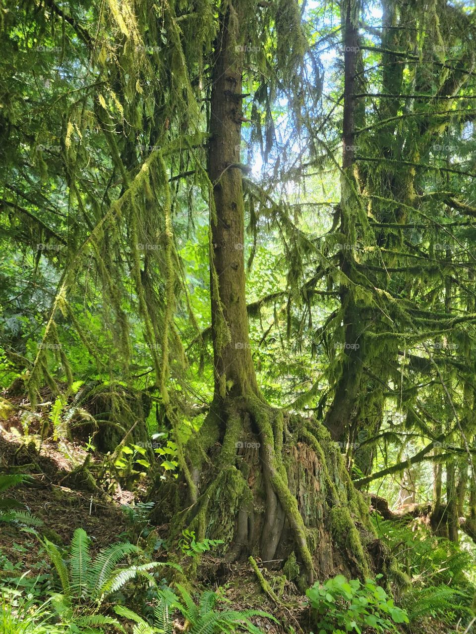 visible mossy tree roots in Oregon forest