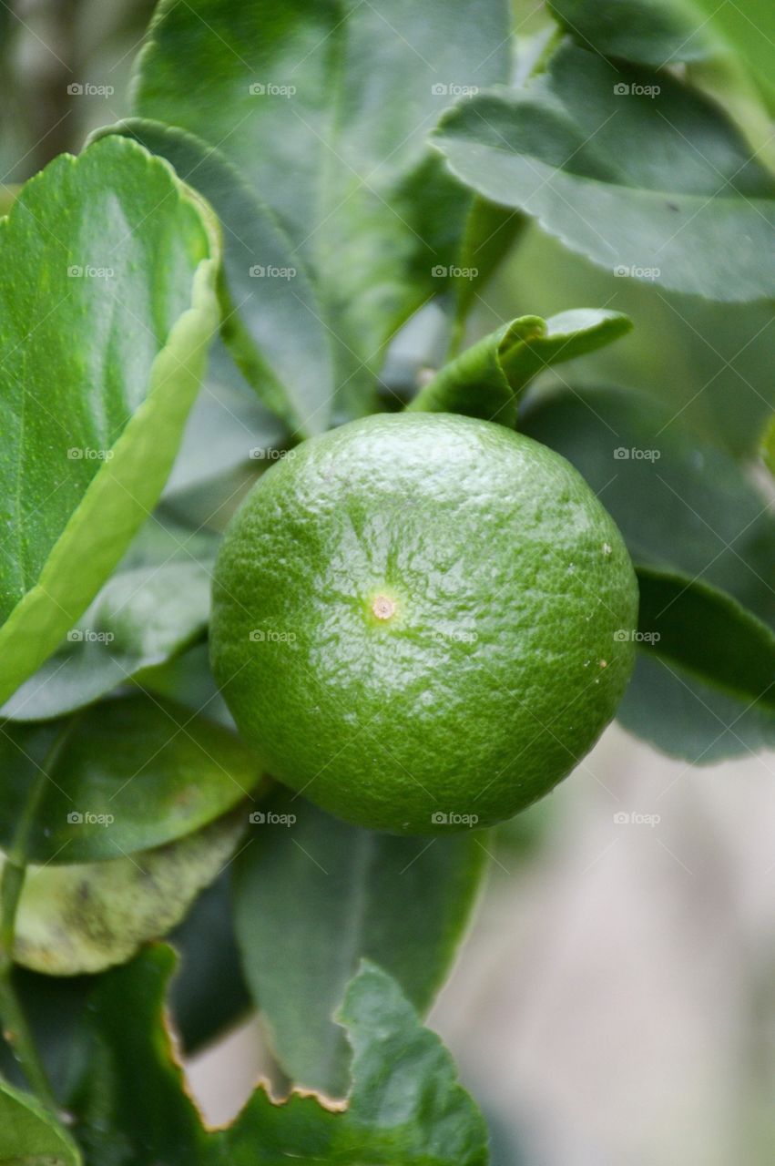 Fresh green lime fruit in nature garden