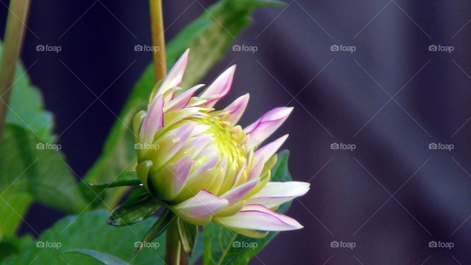 Beauty of a flower lasts for a few days, but it's memory forever.