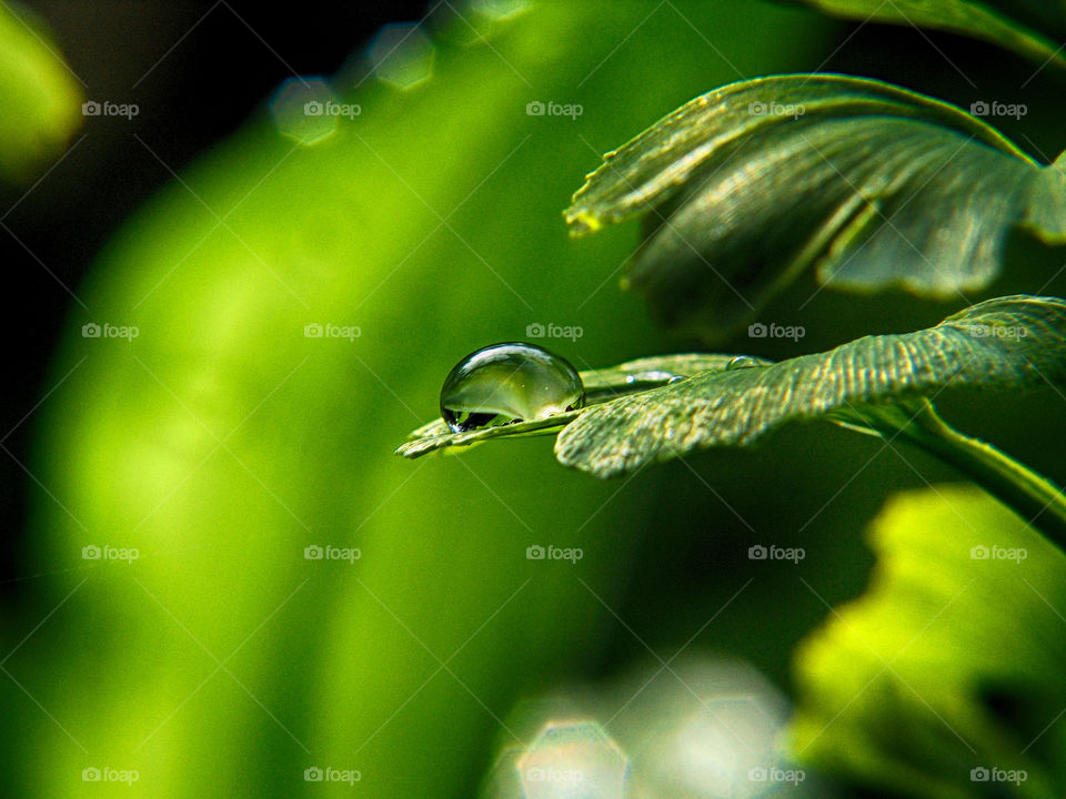 Elevated view of dew drop on leaf