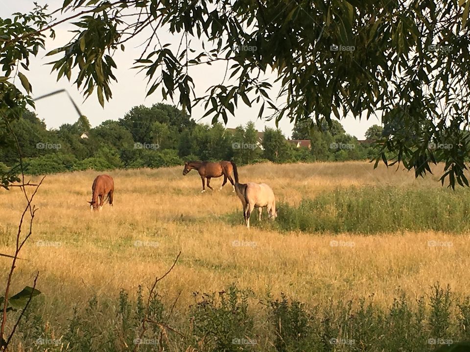 Horses in Germany