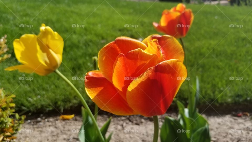 Orange Flower Blooming