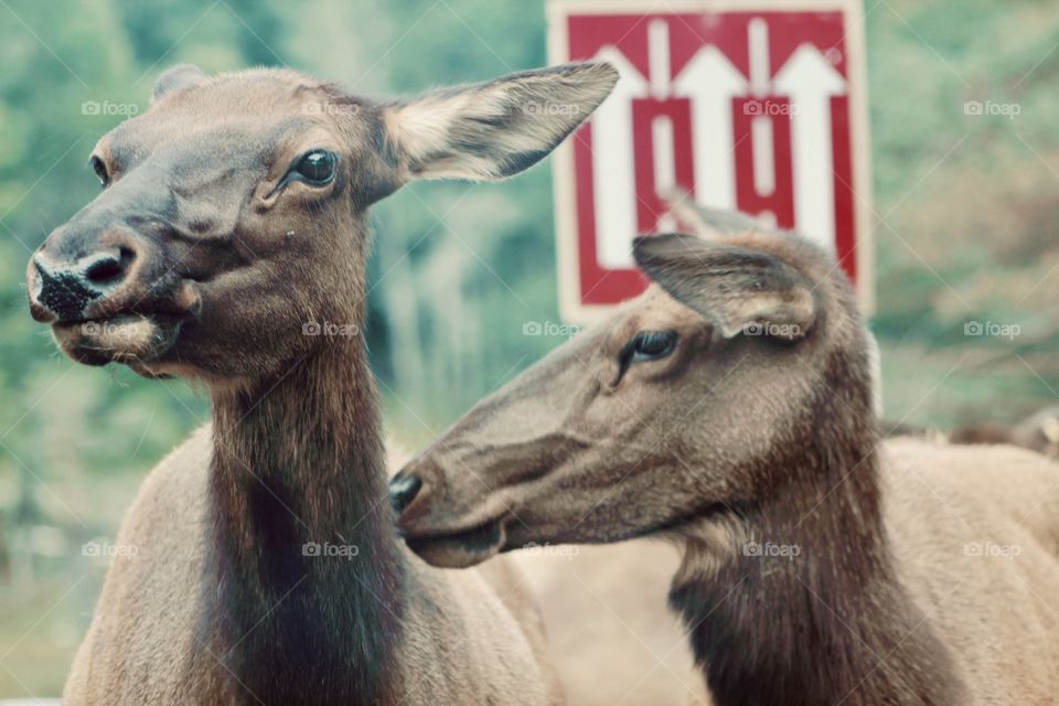 Canadian native animals having fun 