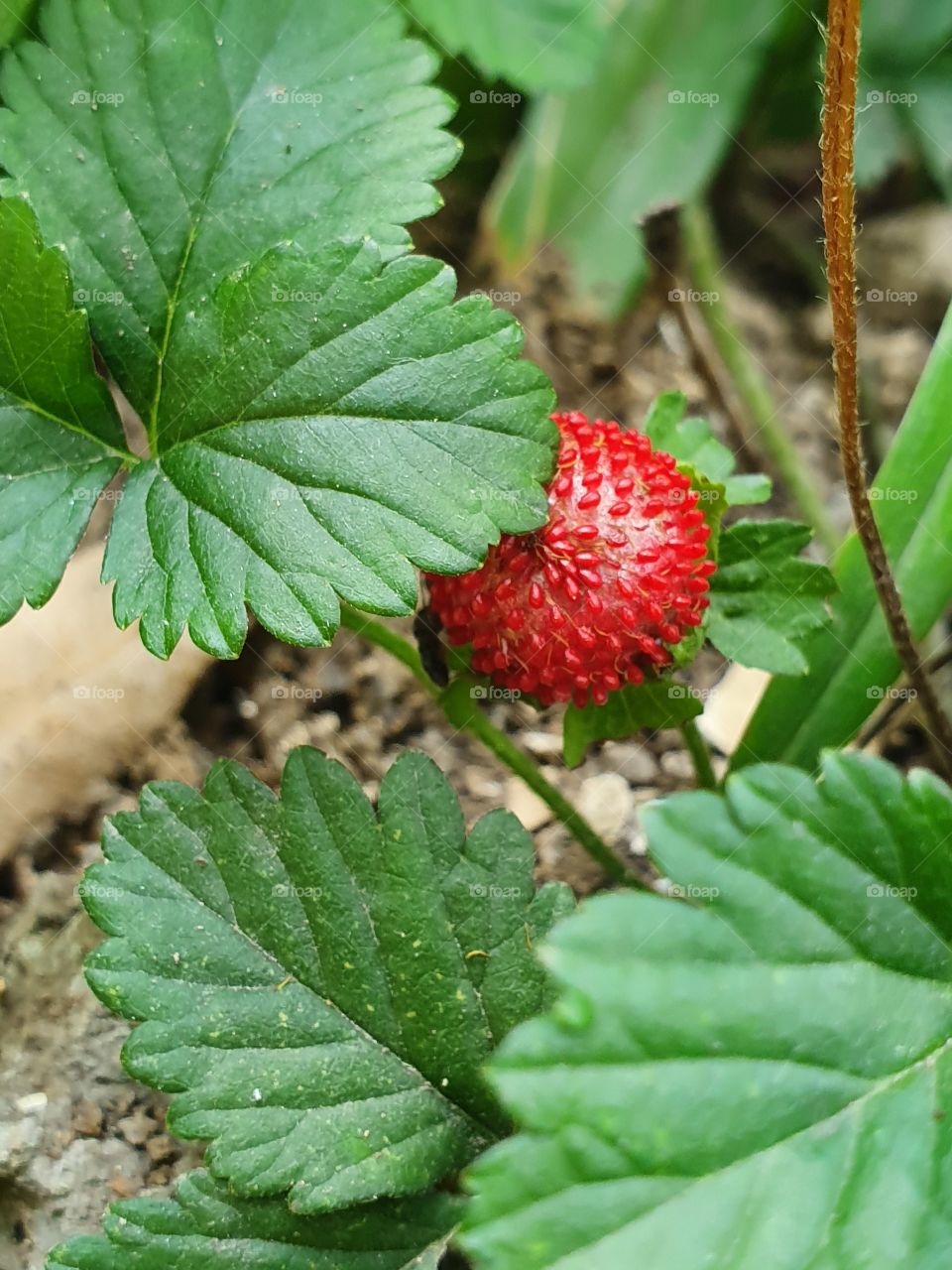 wild strawberry in leaves