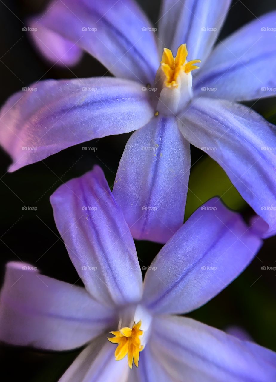 Toe glory-of-the-snow flowers—taken in Dyer, Indiana 