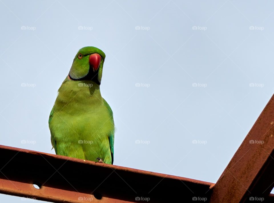 Bird photography  - Parrot