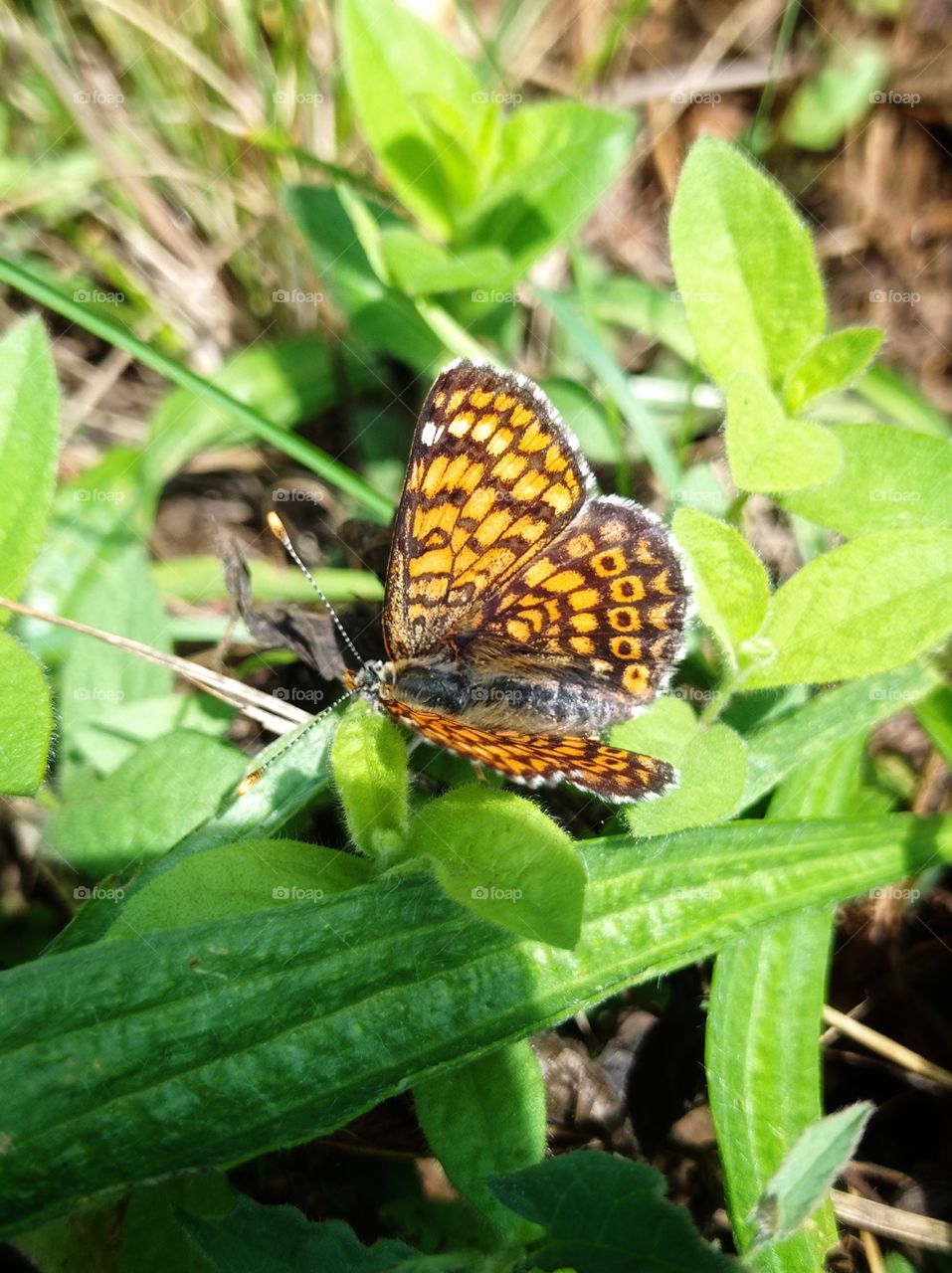 Shashechnitsa atalia, or shashechnitsa Atalia — is a species of day butterflies of the genus Shashechnitsa of the family Nymphalidae