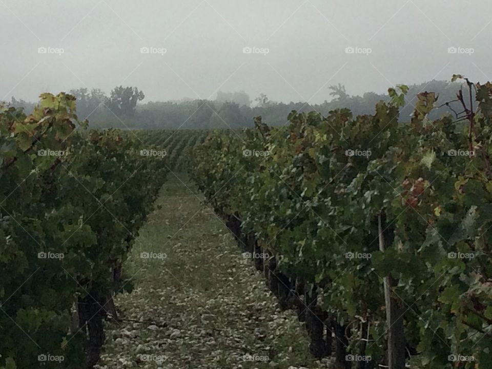 Vineyard in the morning 