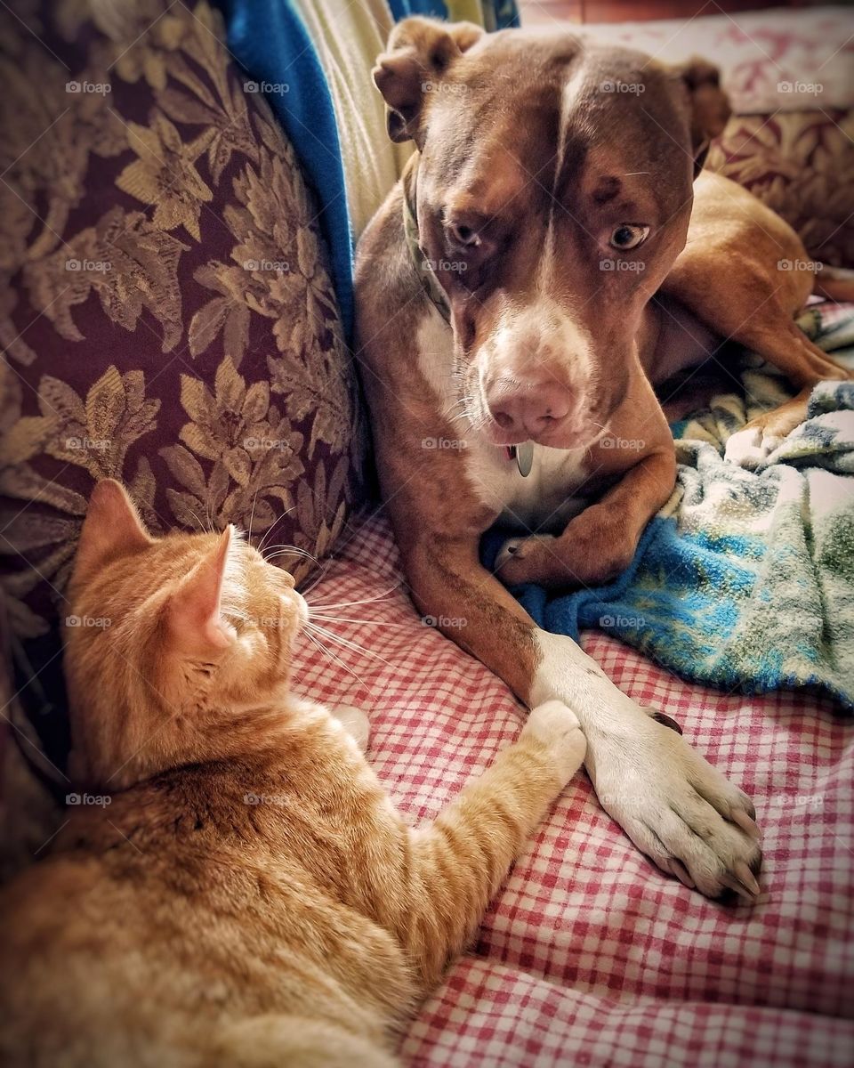 Lilly 🐈 & Olive 🐶 making friends & sharing the couch