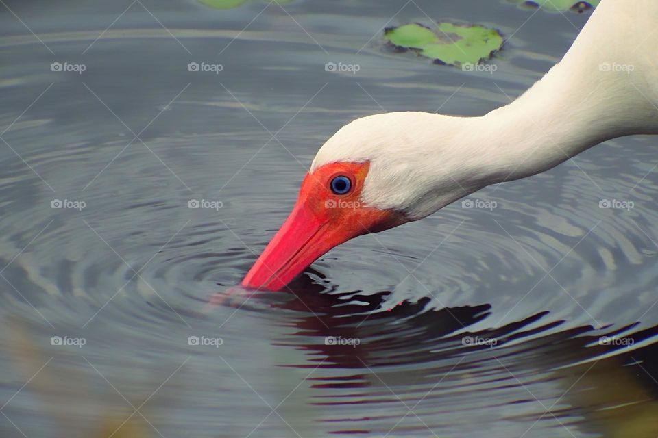 Beautiful White Ibis.