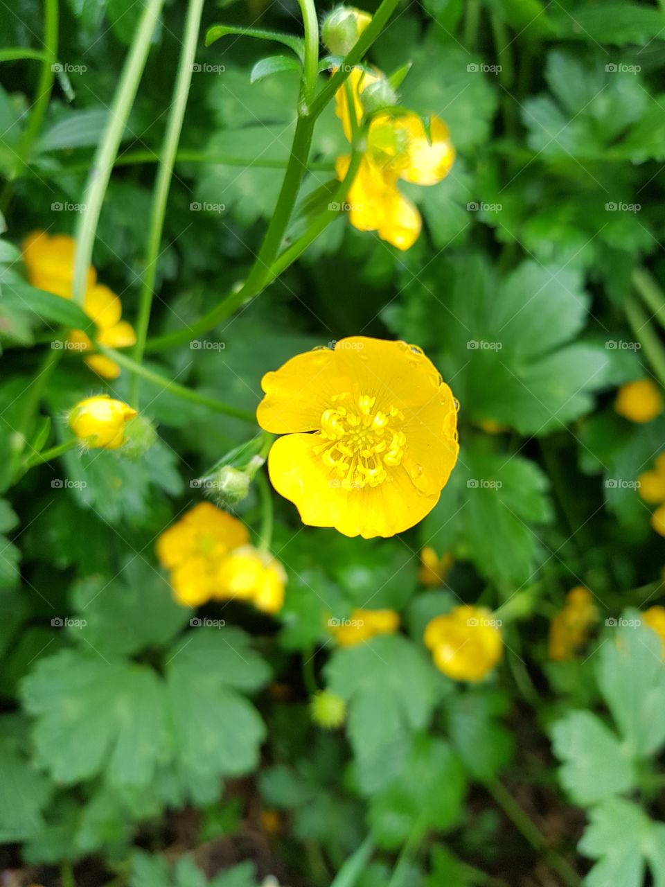 warm bright yellow buttercup