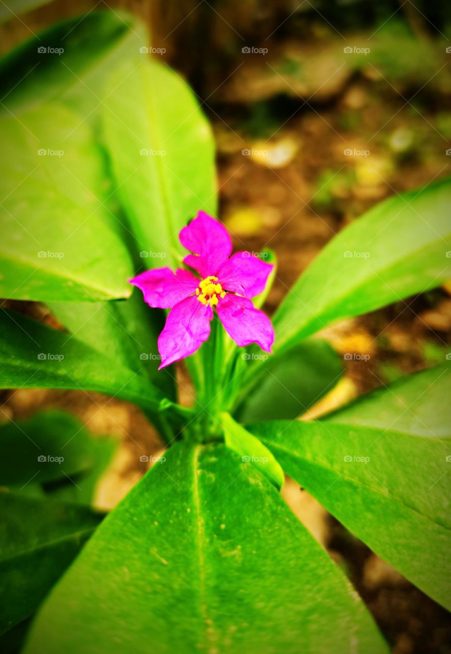 Beautiful pink flower
