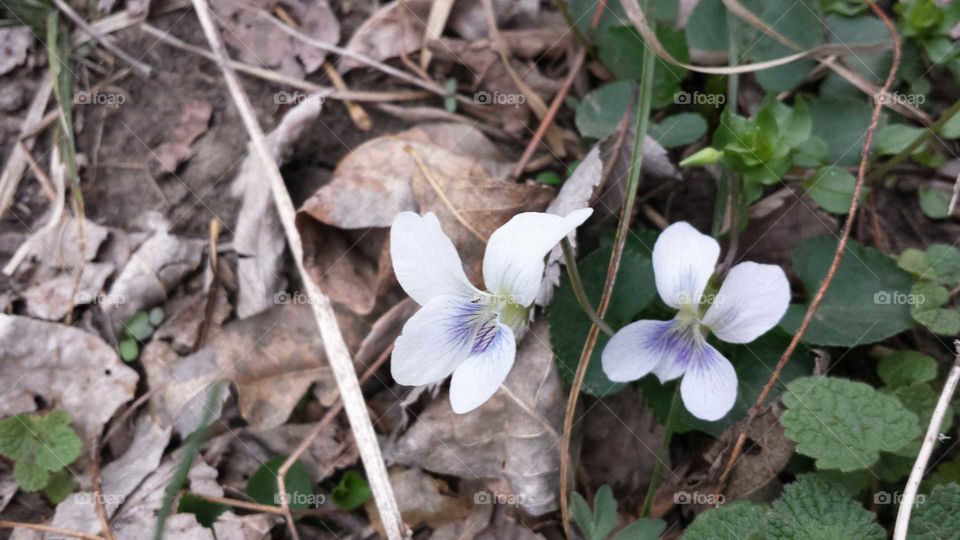Wild Violets
