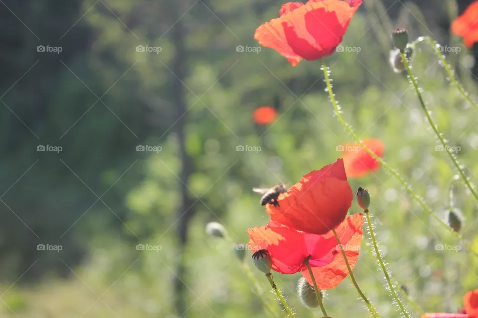 Nature