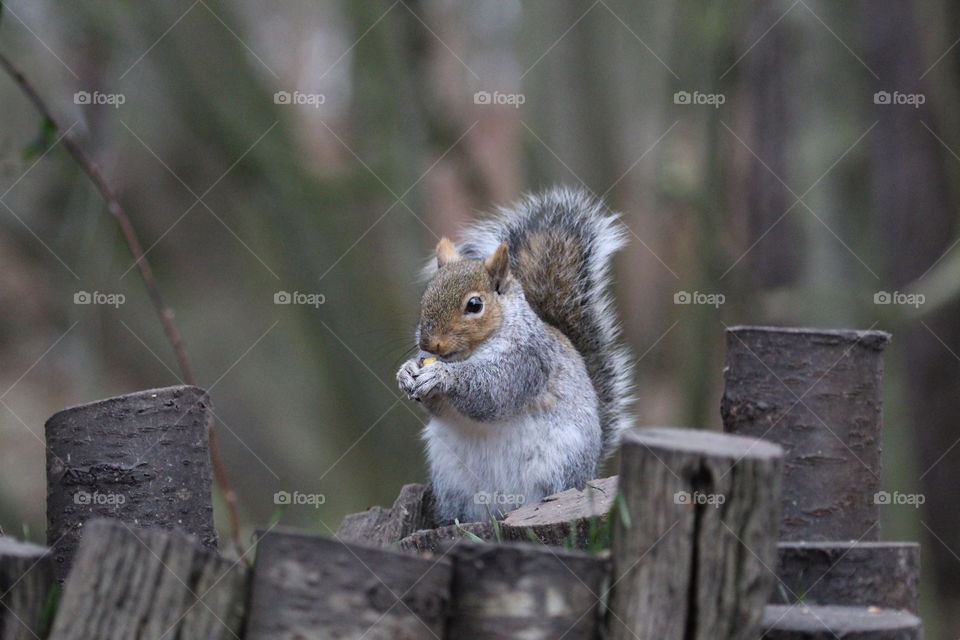 Grey squirrel munching on a nut