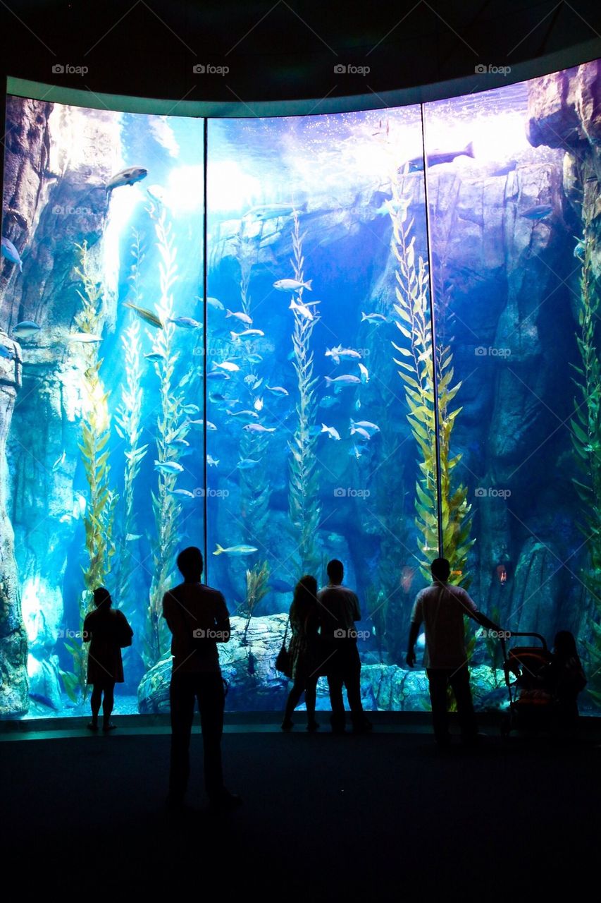 Aquarium 