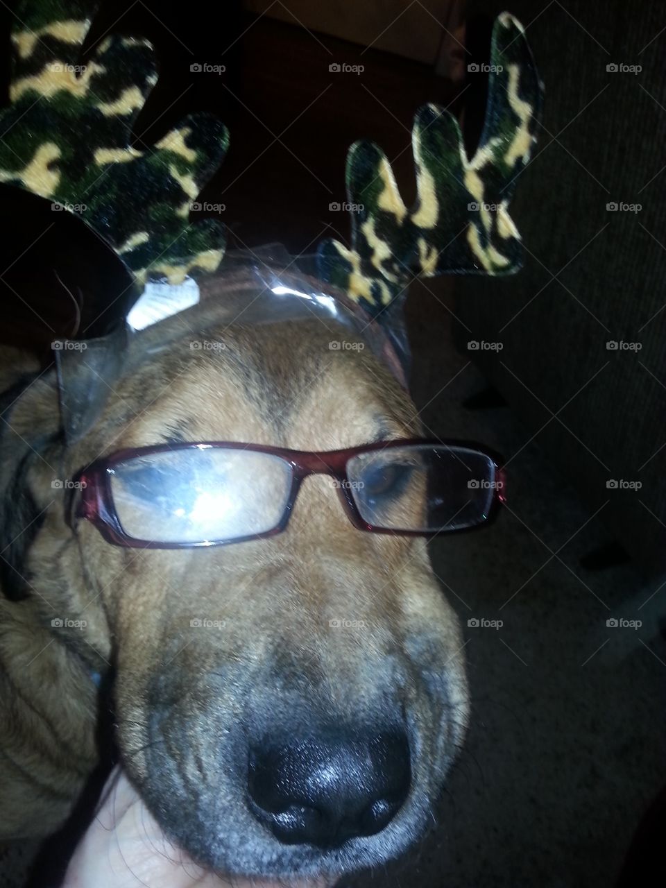 A stray dog brought home to live with us as a young pup by our daughter. This dog capturing our hearts for 3 years and breaking our hearts when she got hit in February 2016, 5 months ago.