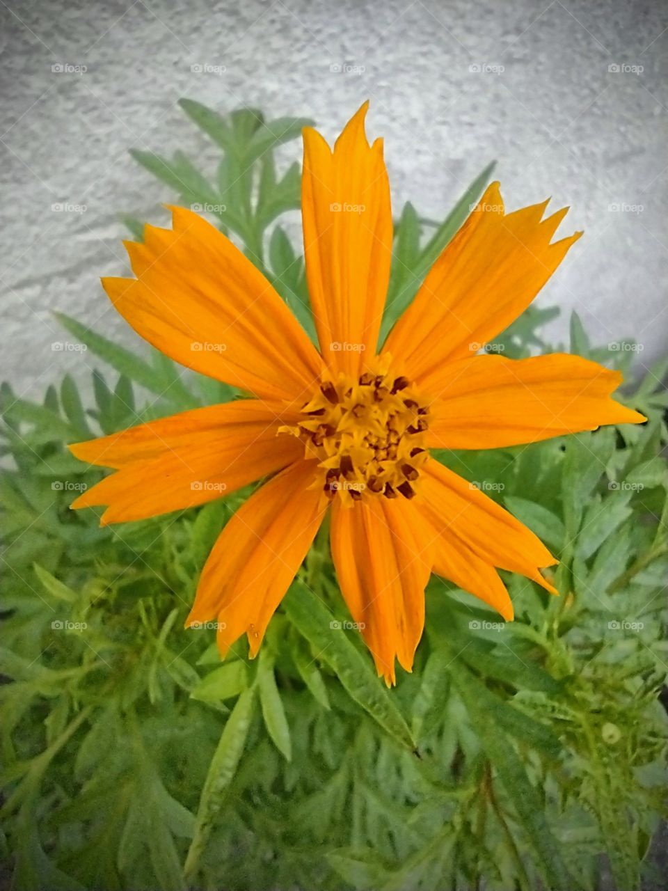 As flores... Nessa as cores do meu Brasil