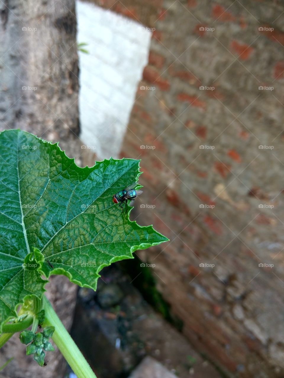 The green leaf on big fly
