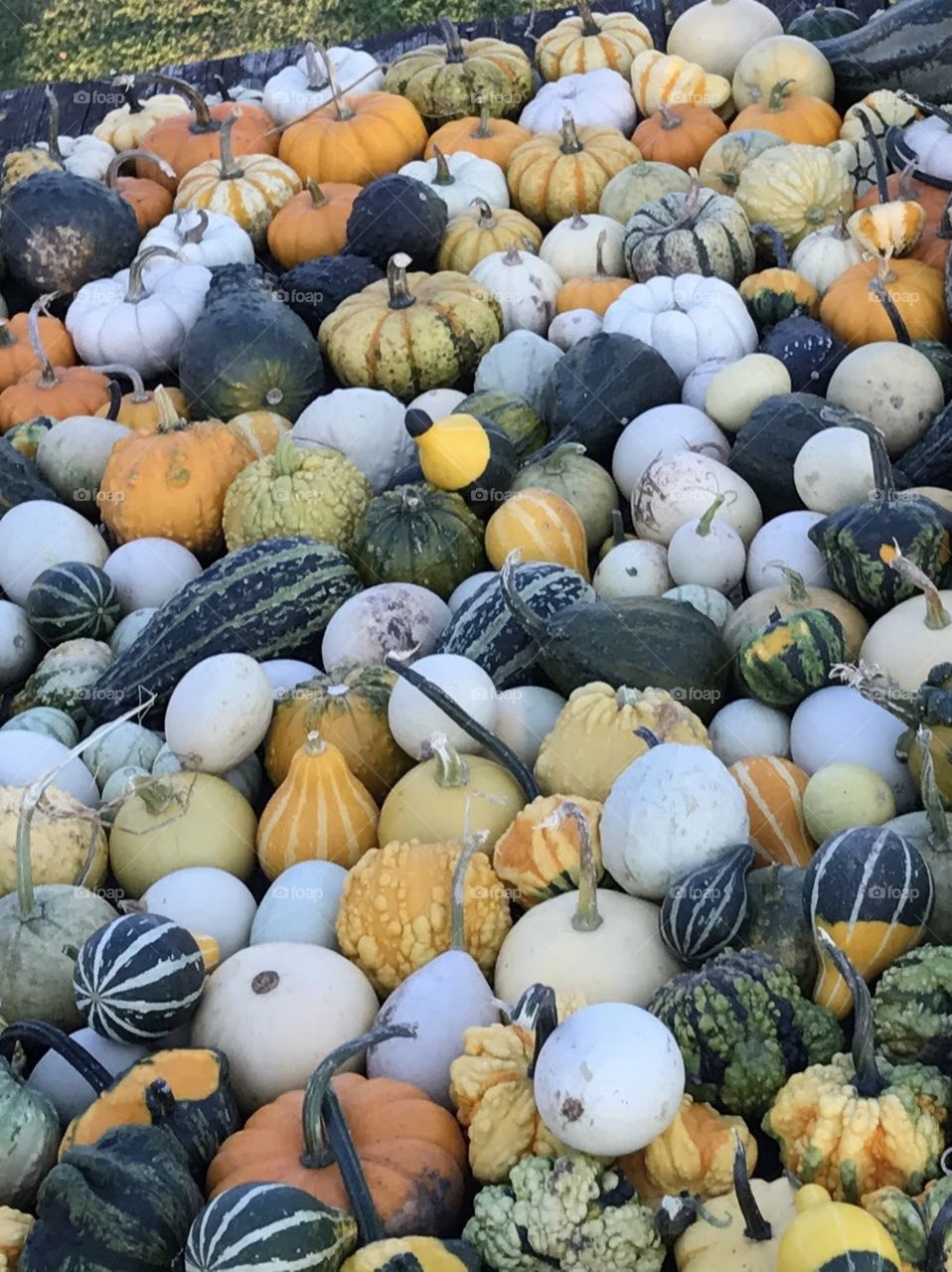 Gourds galore!