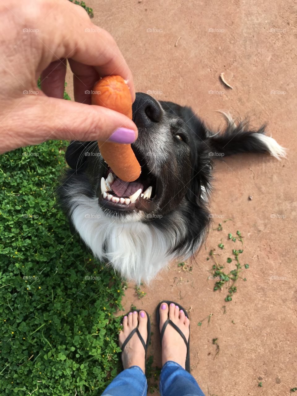 From where I stand in front of dog while feeding a carrot treat