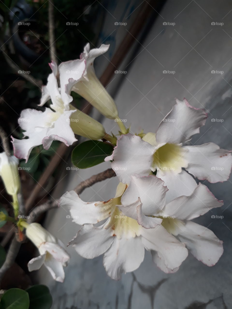 Japanese frangipani white