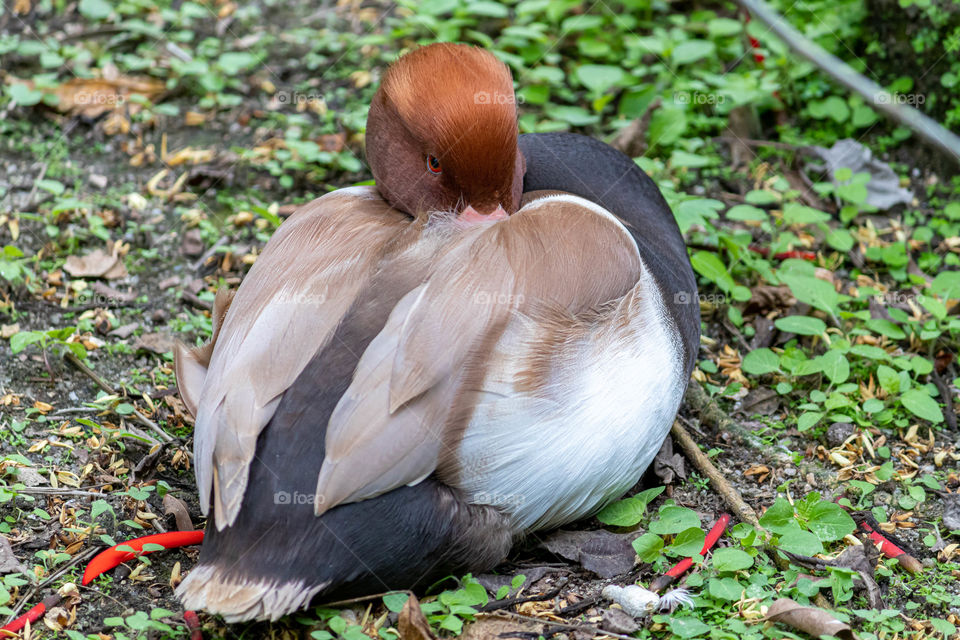 Duck hiding his head, scratching himself