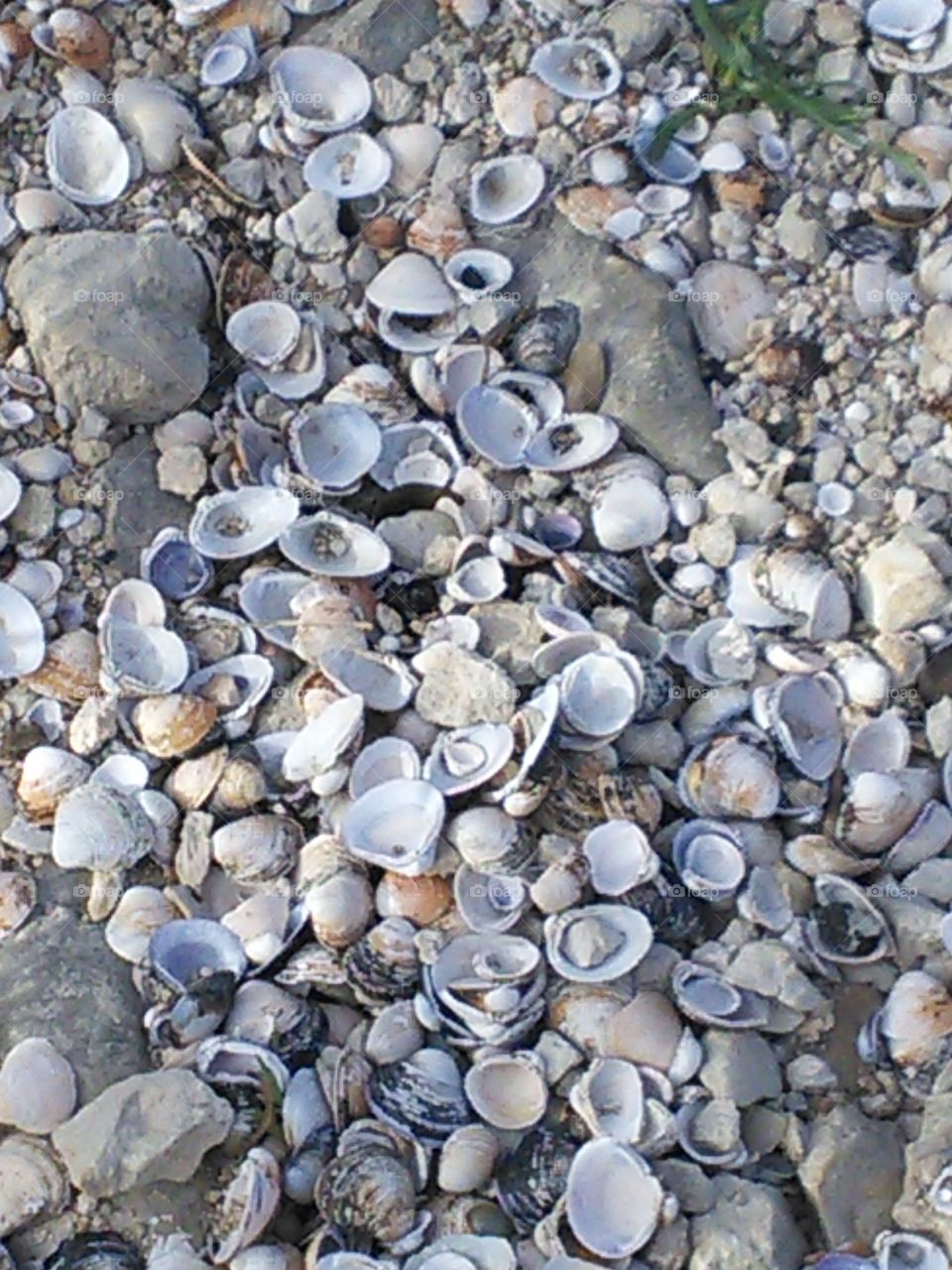 Sea shells on a rocky shore