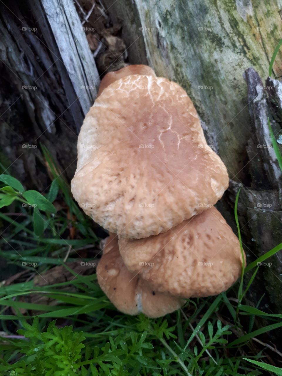 Wild Fungus