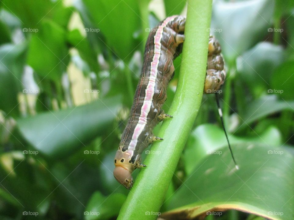 Caterpillar
