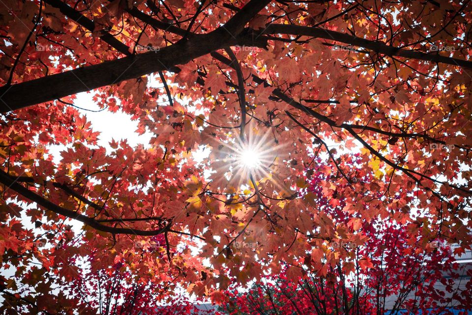 Sunshine passing through the red maple leaves