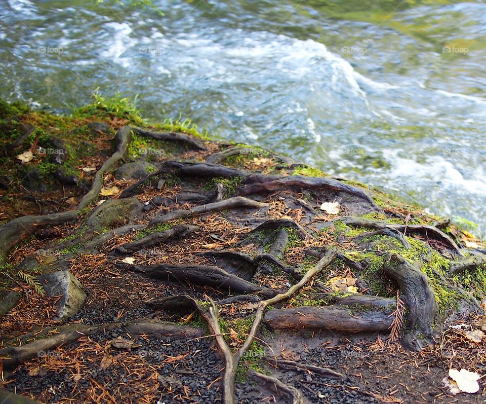 Thick tangled tree roots on the banks of the McKenzie River in Western Oregon illuminated by the sun peaking through thick forests on a fall day. 