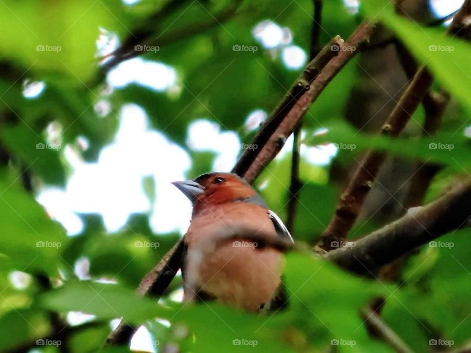 Chaffinch