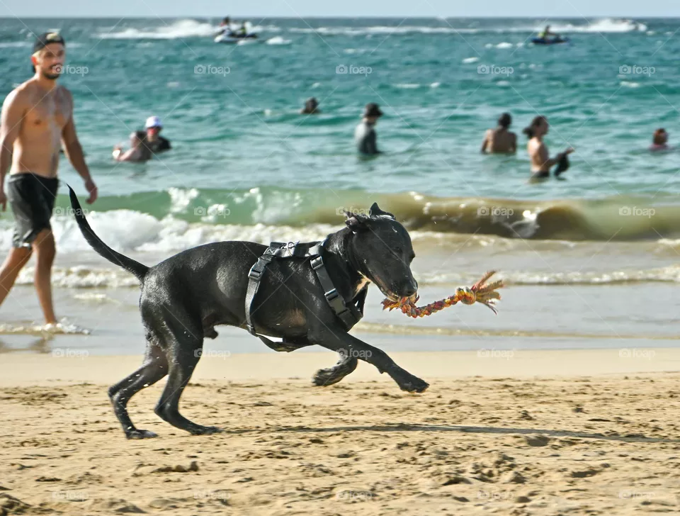 Beach dog